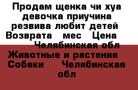 Продам щенка чи_хуа девочка,приучина,резвива,любит детей. Возврата 3 мес › Цена ­ 3 500 - Челябинская обл. Животные и растения » Собаки   . Челябинская обл.